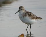 Semipalmated Sandpiper