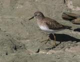 Least Sandpiper