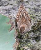 Least Sandpiper