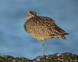 Whimbrel