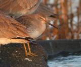 Long-billed Dowitcher