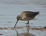 Short-billed Dowitcher (Atlantic)