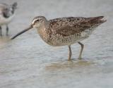 Short-billed Dowitcher (Atlantic)