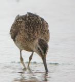 Short-billed Dowitcher (Atlantic)