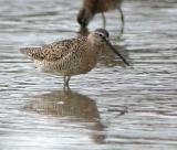 Short-billed Dowitcher (Atlantic)