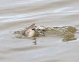 Horned Grebe