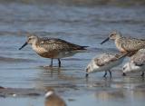 Red Knot with Sanderlings