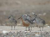 Red Knot