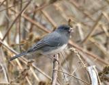 Dark-eyed Junco (Slate-colored)