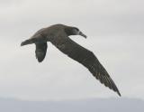 Black-footed Albatross