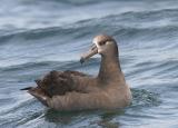 Black-footed Albatross