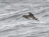 Rhinoceros Auklet