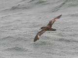 Pink-footed Shearwater