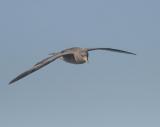 Northern Fulmar