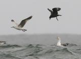 Pomarine Jaeger with California and Western Gulls