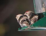 Common Redpoll