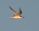 Roseate Tern