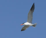 Caspian Tern