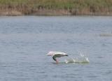 Caspian Tern