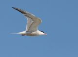 Common Tern