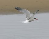 Common Tern