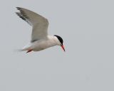 Common Tern