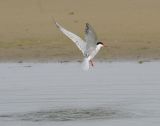 Common Tern