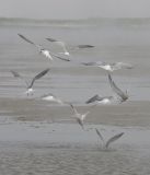 Common Tern