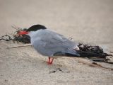 Common Tern