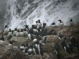 Common Murre