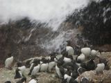 Common Murre