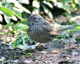 Lincolns Sparrow