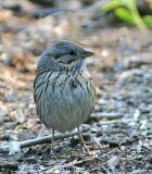 Lincolns Sparrow