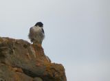 Peregrine Falcon