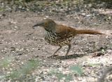 Long-billed Thrasher