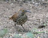 Long-billed Thrasher