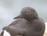 Pigeon Guillemot