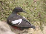 Pigeon Guillemot