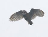 Barn Owl