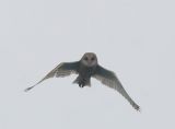 Barn Owl