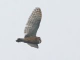 Barn Owl