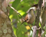 Sinaloa Wren