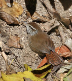 Sinaloa Wren