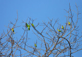 Orange-fronted Parakeet