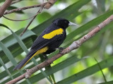 Yellow-winged Cacique