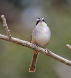 Stripe-headed Sparrow