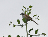 Stripe-headed Sparrow