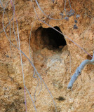 Russet-crowned Motmot nest burrow