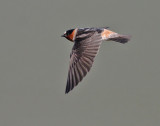 Cliff Swallow