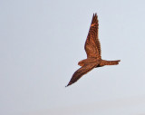 Lesser Nighthawk